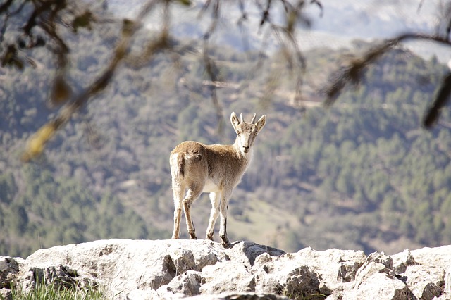 hoteles rurales online cazorla